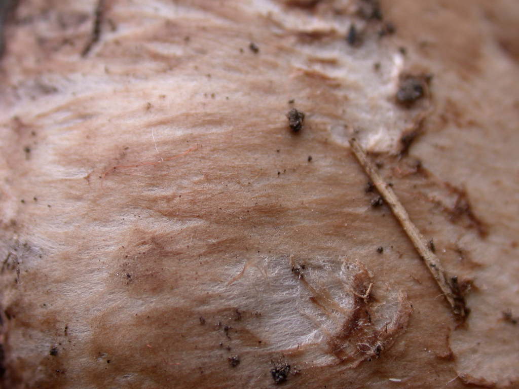 Chi sono .... QUIZ difficile